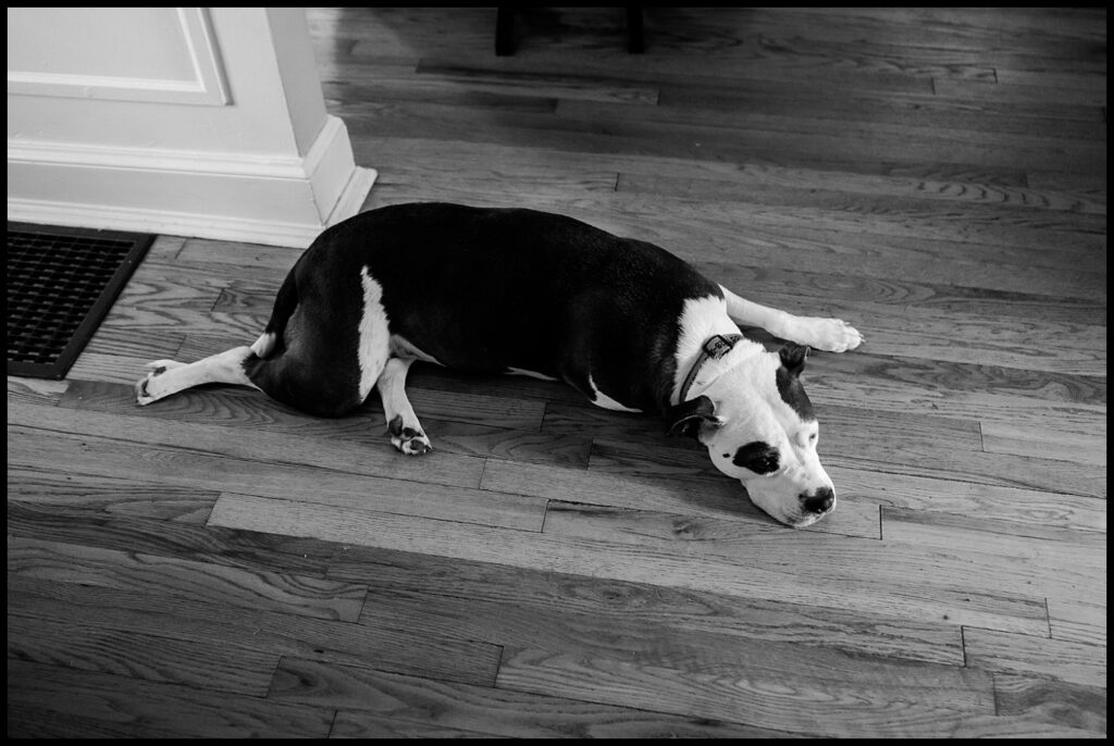 A black and white photo of a dog with a dark back and white legs lies on a wooden floor, resting its head near a wall and floor vent—capturing a quiet moment in Jess and Chris’s home.