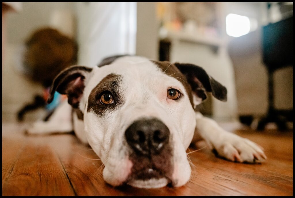 A close-up of Jess and Chris’s black and white dog lying on a wooden floor indoors, looking directly at the camera with a relaxed and calm expression.