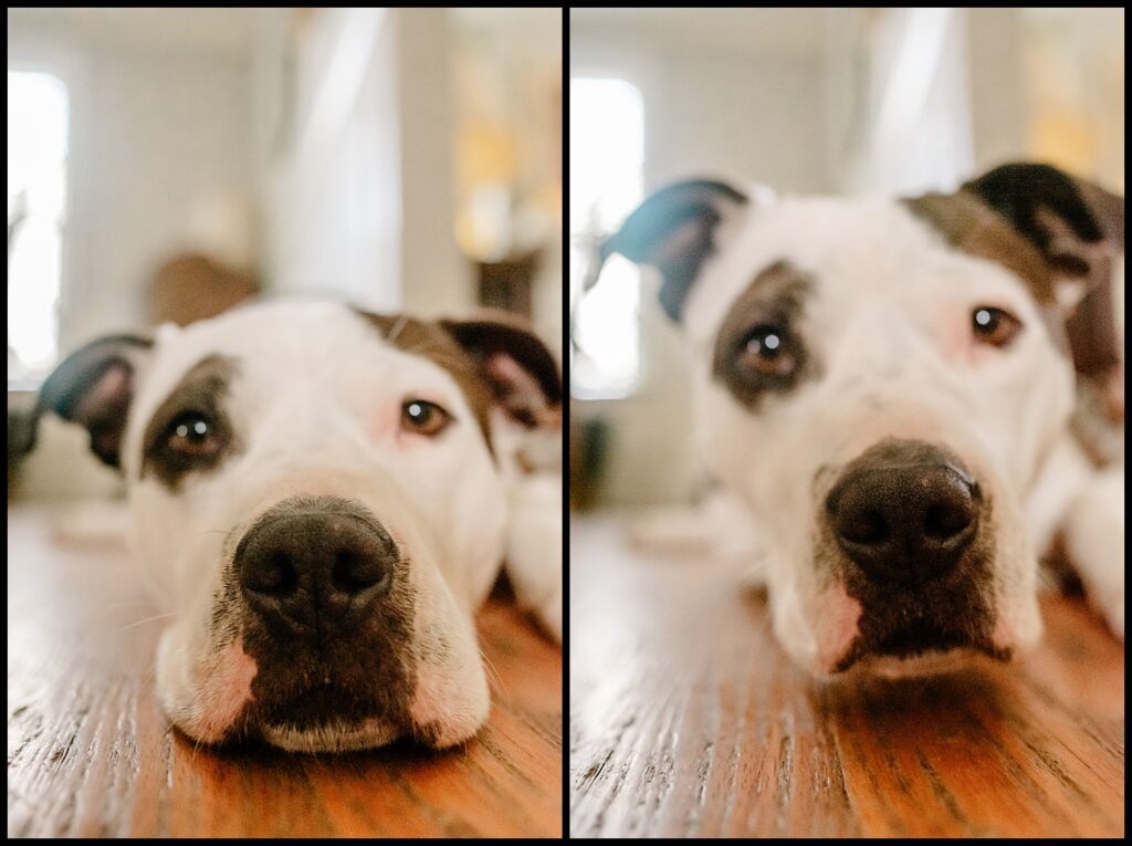 Side-by-side photos of a black and white dog lying on a wooden floor, its face close to the camera, looking relaxed and slightly curious—capturing the playful spirit of Jess and Chris’s beloved pet in both images.