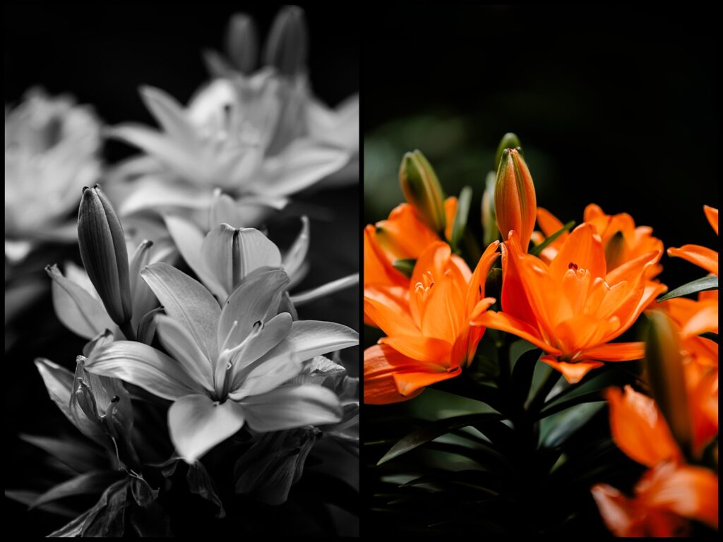 Split image showing lilies: the left, in black and white, highlights the flowers’ shapes and details, while the right side bursts with vibrant orange lilies—Jess and Chris’s favorite—with green buds and leaves on a dark background.